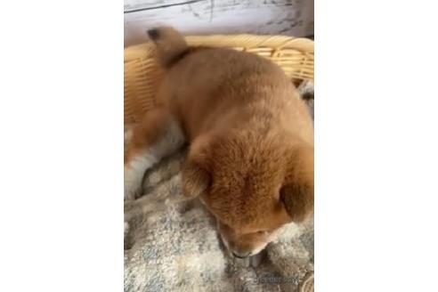 成約済の静岡県の柴犬-218993の2枚目